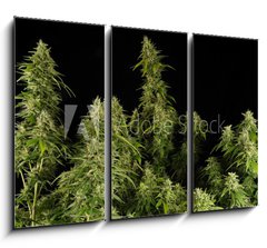 Obraz 3D tdln - 105 x 70 cm F_BB12303804 - Ganja11