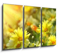 Obraz   Closeup of yellow daisies with warm rays, 105 x 70 cm