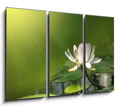 Obraz 3D tdln - 105 x 70 cm F_BB12460869 - Lily flower on a green background