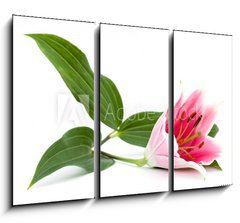Obraz 3D tdln - 105 x 70 cm F_BB12638179 - lilly flower