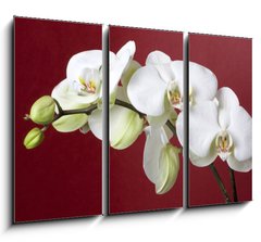 Obraz   orchids, 105 x 70 cm