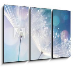 Obraz 3D tdln - 105 x 70 cm F_BB127062041 - Dandelion Seeds in the drops of dew on a beautiful blurred background. Dandelions on a beautiful blue background. Drops of dew sparkle on the dandelion.