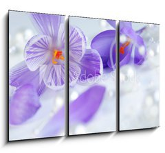 Obraz 3D tdln - 105 x 70 cm F_BB12714876 - krokus eiszeit