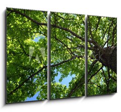 Obraz 3D tdln - 105 x 70 cm F_BB1273734 - tree foliage