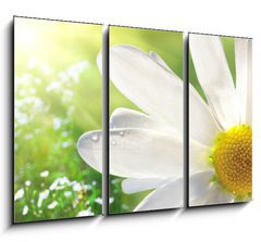 Obraz 3D tdln - 105 x 70 cm F_BB12750735 - Wild daisy - Divok sedmikrska