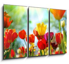 Obraz 3D tdln - 105 x 70 cm F_BB12856836 - Tulips