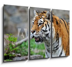 Obraz 3D tdln - 105 x 70 cm F_BB12988671 - Tiger