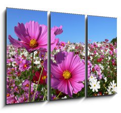 Obraz 3D tdln - 105 x 70 cm F_BB13047845 - Pink cosmos