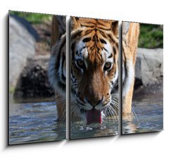 Obraz 3D tdln - 105 x 70 cm F_BB13380875 - Drinking Siberian Tiger