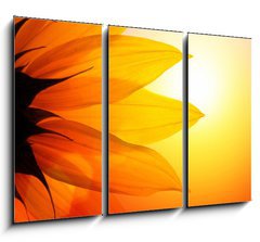 Obraz 3D tdln - 105 x 70 cm F_BB13410047 - Sunflower at sunset, closeup.