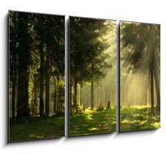 Obraz 3D tdln - 105 x 70 cm F_BB13656734 - Morning in a spring forest