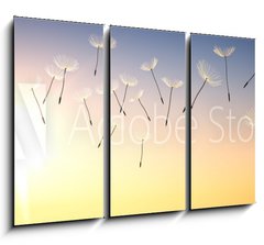 Obraz 3D tdln - 105 x 70 cm F_BB137387337 - Pusteblume im Sonnenuntergang 1