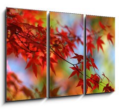 Obraz 3D tdln - 105 x 70 cm F_BB138623 - japanese red maple in autumn
