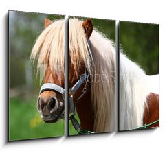 Obraz 3D tdln - 105 x 70 cm F_BB13919902 - Shetland-Pony