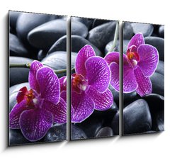 Obraz 3D tdln - 105 x 70 cm F_BB13998987 - beautiful orchid detail still life spa stones
