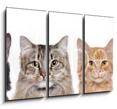 Obraz   closeup portrait of a group of cats of different breeds sitting in a line isolated over white background, 105 x 70 cm