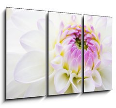 Obraz 3D tdln - 105 x 70 cm F_BB14142356 - Dahlia close-up