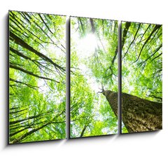 Obraz 3D tdln - 105 x 70 cm F_BB14160017 - forest