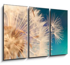Obraz 3D tdln - 105 x 70 cm F_BB143134951 - white dandelion flower with seeds in springtime in blue turquoise abstract backgrouds