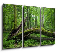 Obraz 3D tdln - 105 x 70 cm F_BB14452875 - Deciduous stand of Bialowieza Forest