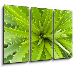 Obraz 3D tdln - 105 x 70 cm F_BB14463582 - Aloe vera