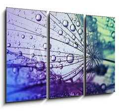 Obraz 3D tdln - 105 x 70 cm F_BB146436696 -  dandelion flower background