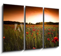 Obraz   poppies field, 105 x 70 cm