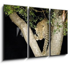 Obraz   leopard, 105 x 70 cm