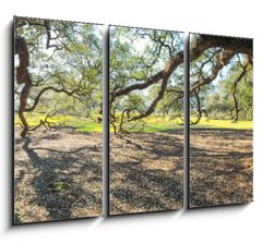 Obraz 3D tdln - 105 x 70 cm F_BB147965977 - Panoramic view of Oak Alley Plantation, Louisiana