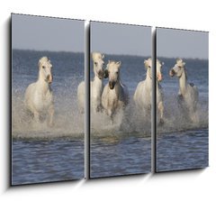 Obraz   Chevaux de Camargue, 105 x 70 cm