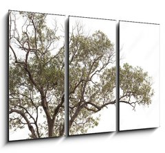 Obraz 3D tdln - 105 x 70 cm F_BB149190909 - tree isolated on white background.