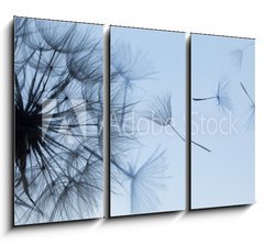 Obraz 3D tdln - 105 x 70 cm F_BB149304809 - Dandelion silhouette fluffy flower on blue sunset sky