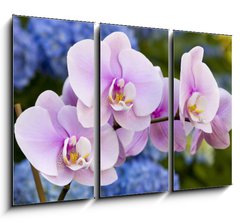 Obraz 3D tdln - 105 x 70 cm F_BB14941045 - Pink Orchid Flowers