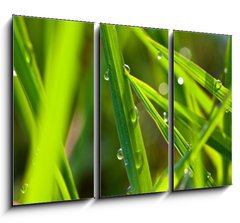 Obraz 3D tdln - 105 x 70 cm F_BB15002116 - leaf with dew