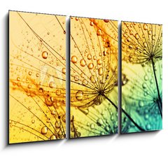 Obraz 3D tdln - 105 x 70 cm F_BB153111950 -  dandelion flower background