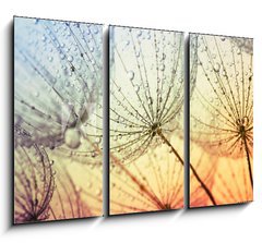 Obraz 3D tdln - 105 x 70 cm F_BB155375500 -  dandelion flower background