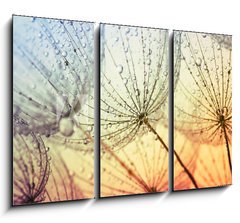 Obraz    dandelion flower background, 105 x 70 cm