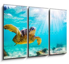 Obraz   An endangered Hawaiian Green Sea Turtle cruises in the warm waters of the Pacific Ocean in Hawaii., 105 x 70 cm