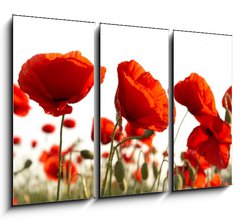 Obraz   Red poppies, 105 x 70 cm