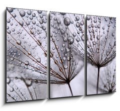 Obraz 3D tdln - 105 x 70 cm F_BB15712767 - dandelion seeds