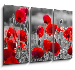 Obraz 3D tdln - 105 x 70 cm F_BB158374540 - red poppies, black and white