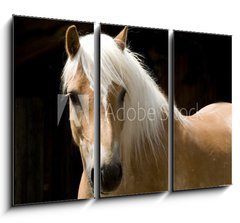 Obraz   Haflinger Portrait, 105 x 70 cm