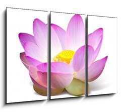 Obraz 3D tdln - 105 x 70 cm F_BB15918098 - Lotus