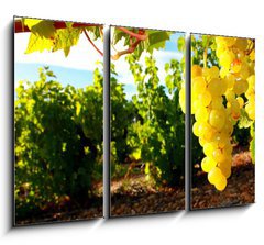 Obraz 3D tdln - 105 x 70 cm F_BB15932311 - La Vigne