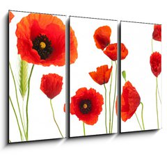 Obraz   red poppies over white background  floral design element, 105 x 70 cm