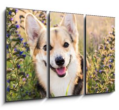 Obraz 3D tdln - 105 x 70 cm F_BB164383181 - Happy and active purebred Welsh Corgi dog outdoors in the flowers on a sunny summer day.