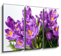 Obraz 3D tdln - 105 x 70 cm F_BB16489898 - crocus flower