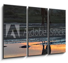 Obraz 3D tdln - 105 x 70 cm F_BB165634346 - animal