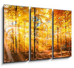 Obraz 3D tdln - 105 x 70 cm F_BB168212681 - Wald Panorama im goldenen Herbst