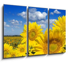 Obraz 3D tdln - 105 x 70 cm F_BB16872718 - Some yellow sunflowers against a wide field and the blue sky